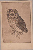 Owl Eule  Hibou Oiseaux Signe Old PC. Cpa. 1929 - Birds