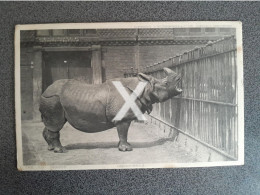RHINOCEROS HILDESHEIMER & CO ZOO SERIES OLD B/W POSTCARD ANIMALS 1904 - Rhinocéros