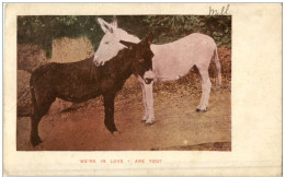 We Are In Love - Donkey Esel - Donkeys