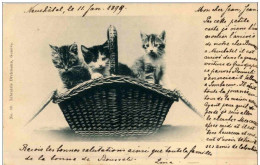 Katzen Im Korb - Katten