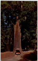 Chandelier Drive-Thru Tree - USA National Parks