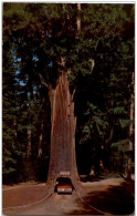 Chandelier Drive-Thru Tree - USA Nationale Parken