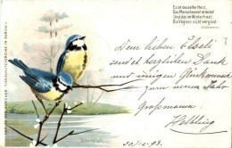 Blaumeisen - Litho - Birds