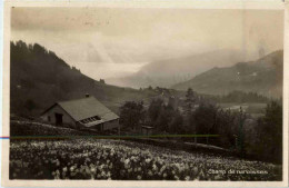 Champ De Narcisses - Andere & Zonder Classificatie