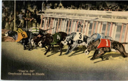 Dog Racing - Dogs