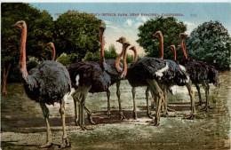 Cawslon Ostrich Farm - Pasadena - Autres & Non Classés