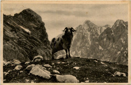 Widder Am Zugspitzplatt - Zugspitze