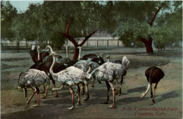 Cawslon Ostrich Farm - Pasadena - Other & Unclassified