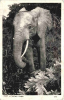 Elephant - East African Game - Elefanti