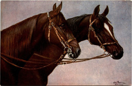Pferd Horse - Caballos