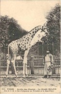 Paris - Jardin Des Plantes - La Girafe Menelik - Other & Unclassified