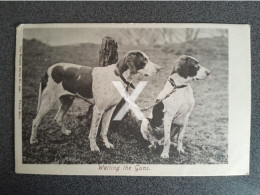 WAITING THE GUNS OLD B/W POSTCARD 1903 DOGS DOG WRENCH SERIES 1860 - Chiens