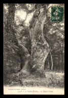 83 - LA SAINTE-BAUME - LA FORET - LE GRAND CHENE - ARBRE - Sonstige & Ohne Zuordnung