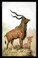 ILLUSTRATEURS - RAPHAEL TUCK - OILETTE - GREATER KUDU - ANIMAUX - Tuck, Raphael