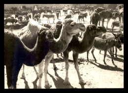 MAROC - RISSANI - MARCHE AUX BESTIAUX - SERIE VERITABLE PHOTOGRAPHIE - EDITION ITTAH - Other & Unclassified