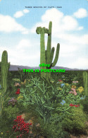 R603139 Three Species Of Cacti. E. C. Kropp - Wereld