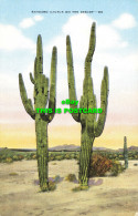 R603140 Sahuaro Cactus On The Desert. E. C. Kropp - Wereld