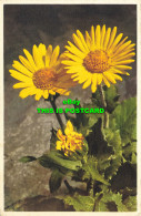 R603141 Greatflowering Aronic. E. Gyger. 1937 - Wereld