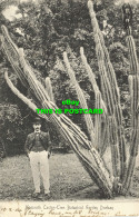 R603593 Durban. Botanical Garden. Mamouth Cactus Tree. 1904 - Mondo