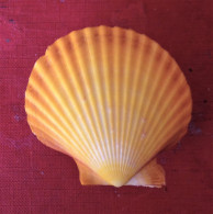 Aequipecten Opercularis ( Linneo, 1758)-Yellow- 54.9x 57.5mm- Chioggia, Italy.August.2018- - Muscheln & Schnecken