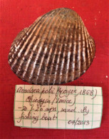 Anadara Polii ( Mayer, 1868)- Chioggia (Italy). 40.5x 33,5mm. Trawled Alive On Sandy Ground - Conchas Y Caracoles