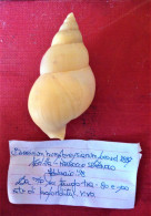 Buccinum Humphreysianum Locard, 1887- Melilla ( Spain). 71.4x 38,5mm. Trawled Alive On Mud - Coquillages