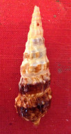 Cerithium Alucaster ( Brocchi,1814)- 61,1x 19mm. Chioggia, Italy. Dredged Alive At 20-25 Mtrs Depth - Coquillages