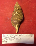 Cymatium Corrugatum (Lamarck, 1816)-Pozzuoli ( Italy). 83,5x 32,9mm. From Fishing Nets Left At 20-30mtrs Depth. Jan. 200 - Conchiglie