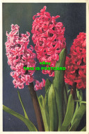 R603472 Hyacinth. Gyger And Klopfenstein - Mundo