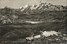 12043385 Frutt Melchsee Mit Blausee Kuehe Alpenpanorama Melchsee-Frutt - Altri & Non Classificati