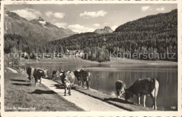 12032995 St Moritz GR Kuehe Am See St. Moritz - Other & Unclassified