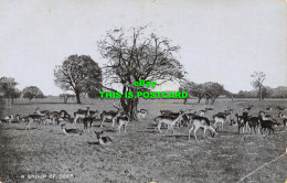 R601922 A Group Of Deer. Star Series. G. D. And D. L - Monde