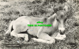 R602557 New Forest Foal. C. M. 1961. RP. Thunder And Clayden. Sun Ray Series. 19 - Mundo