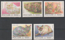 1996 478 Russia Domestic Cats MNH - Nuevos