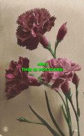 R604910 Carnations. E. J. Hey. N. P. G. 1912 - Mondo
