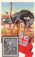 Cacao Et Chocolat - La Poste Internationale - Flag And Stamp Chromo Kwatta -  South-Africa Ostrich - Sonstige & Ohne Zuordnung