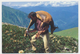 CPSM / CPM 10.5  X 15 Turquie Türkiye (112) Homme    Montagne    Chamois    Rhododendron Blanc - Turquie