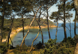 83 ILE DE PORQUEROLLES - Porquerolles