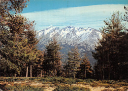 20 COL DE VERGIO LE MONTE CINTO - Sonstige & Ohne Zuordnung