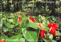 972 MARTINIQUE MORNE RIUGE - Other & Unclassified