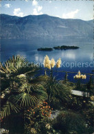 11891335 Ronco TI Isola Di Brissago Lago Maggiore  - Sonstige & Ohne Zuordnung