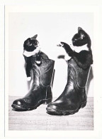 CPSM / CPM 10.5 X 15  Chaussure Chat (14) Deux Chatons  "Plein Les Bottes" - Katzen