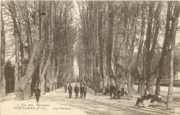  66  PERPIGNAN  Les Platanes - Perpignan