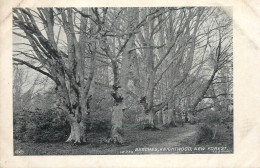 United Kingdom England New Forest Beeches Knightwood - Autres & Non Classés