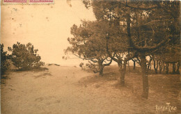  17  ILE D'OLERON  Bois De Pins De La Plage De Boyardville - Ile D'Oléron