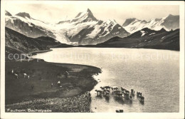 11747550 Bachalpsee Mit Faulhorn Kuehe Grindelwald - Autres & Non Classés