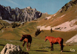 CPM - CHEVAL - Au Pâturage - Images De Chez Nous  ... Edition Edy - Horses
