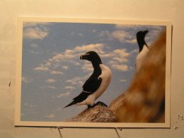 Animaux & Faune - Oiseaux - Pingouin Torda - Vogels