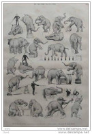Les Éléphants De Lockart à L´Hippodrome - Page Original -  1885 - Documents Historiques