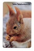 écureuil  Squirrel Animal Télécarte Suède Phonecard  (K 300) - Suecia